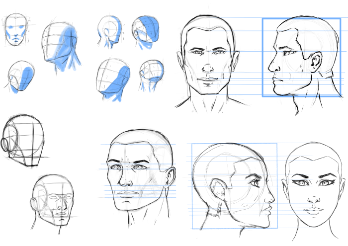 Heads study